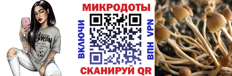 Галлюциногенные грибы Psilocybe  Светлогорск 