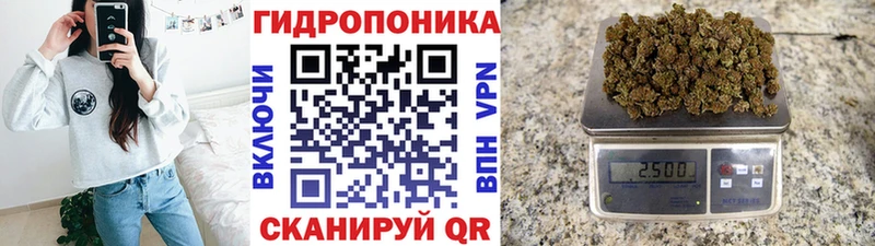 где купить наркоту  Светлогорск  МАРИХУАНА сатива 
